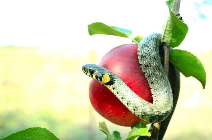 Il contributo a fondo perduto e i frutti dell’albero avvelenato