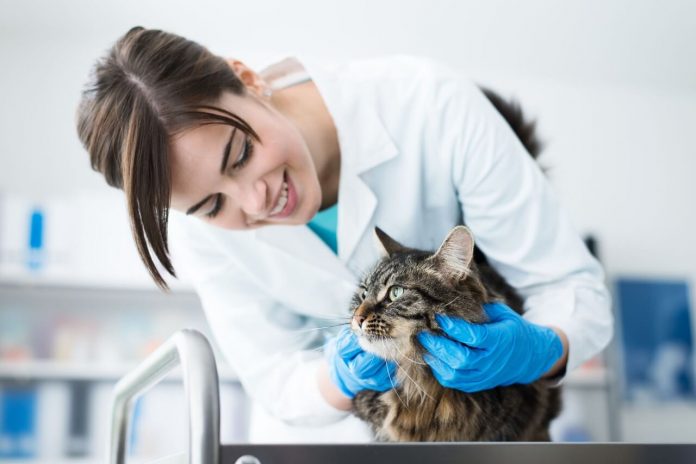 Spese veterinarie: pagamenti tracciabili e nuovo tetto di spesa