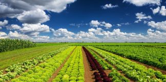 Modello Redditi per gli imprenditori agricoli che compilano il prospetto degli aiuti di Stato
