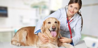 Legge di Bilancio 2020: nuovi limiti per le spese veterinarie